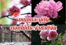 เหมย และ มู่ตัน ดอกไม้ประจำชาติจีน