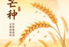 วันหมางจ้ง Grain in Ear